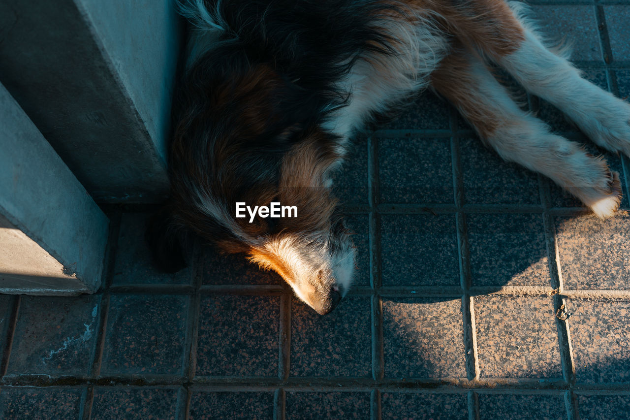High angle view of dog sleeping on tiled floor