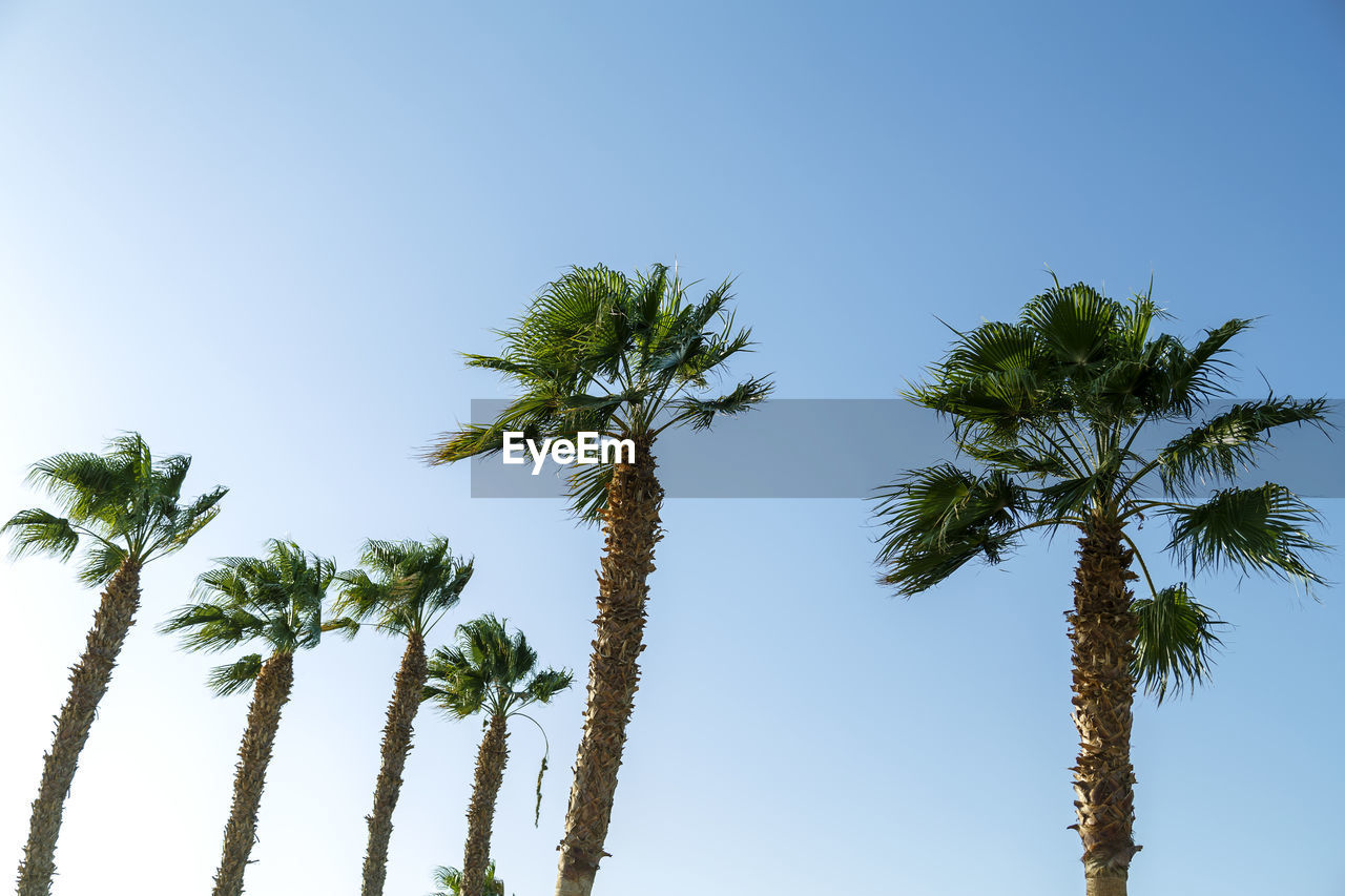low angle view of palm trees against sky