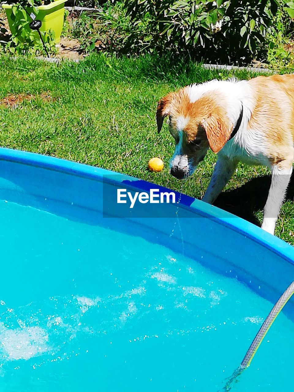 DOG DRINKING WATER IN POOL