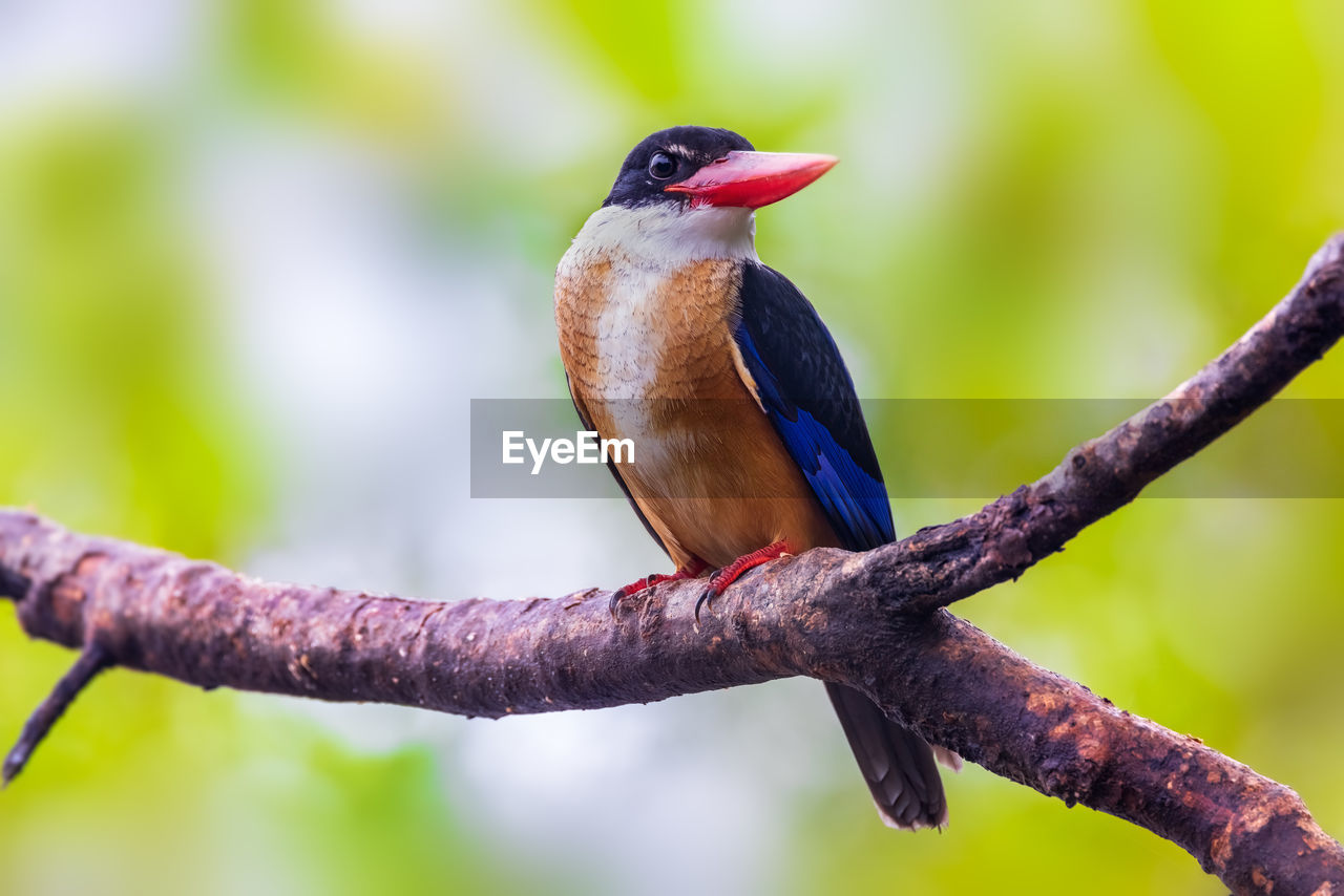 Black-capped kingfisher in park.