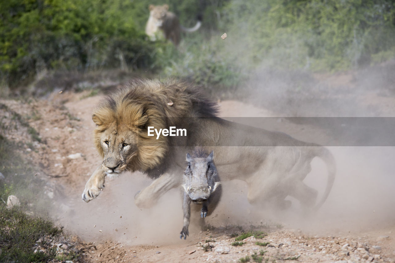 Surprised lion by a young warthog