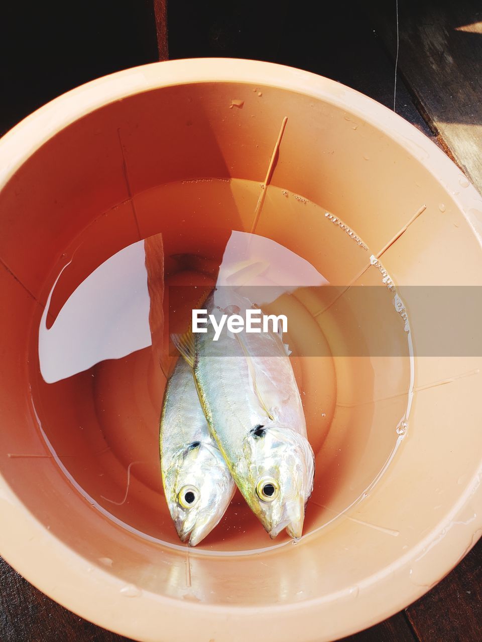 HIGH ANGLE VIEW OF FISH IN A CONTAINER