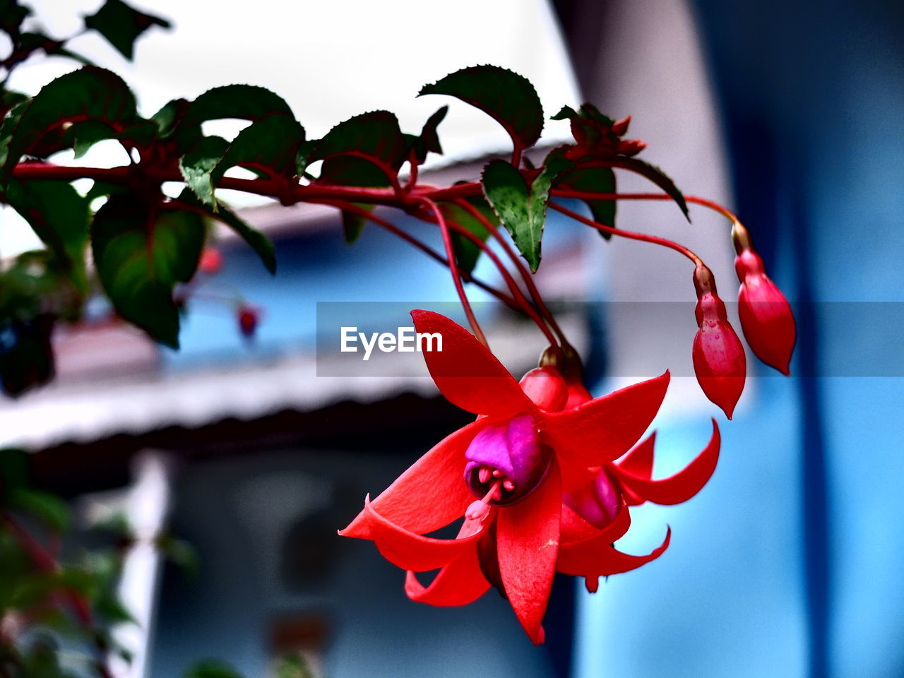 CLOSE-UP OF RED BOUGAINVILLEA FLOWERS
