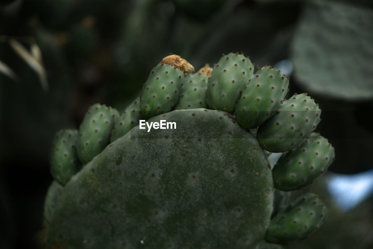 CLOSE-UP OF SUCCULENT PLANT GROWING ON CACTUS