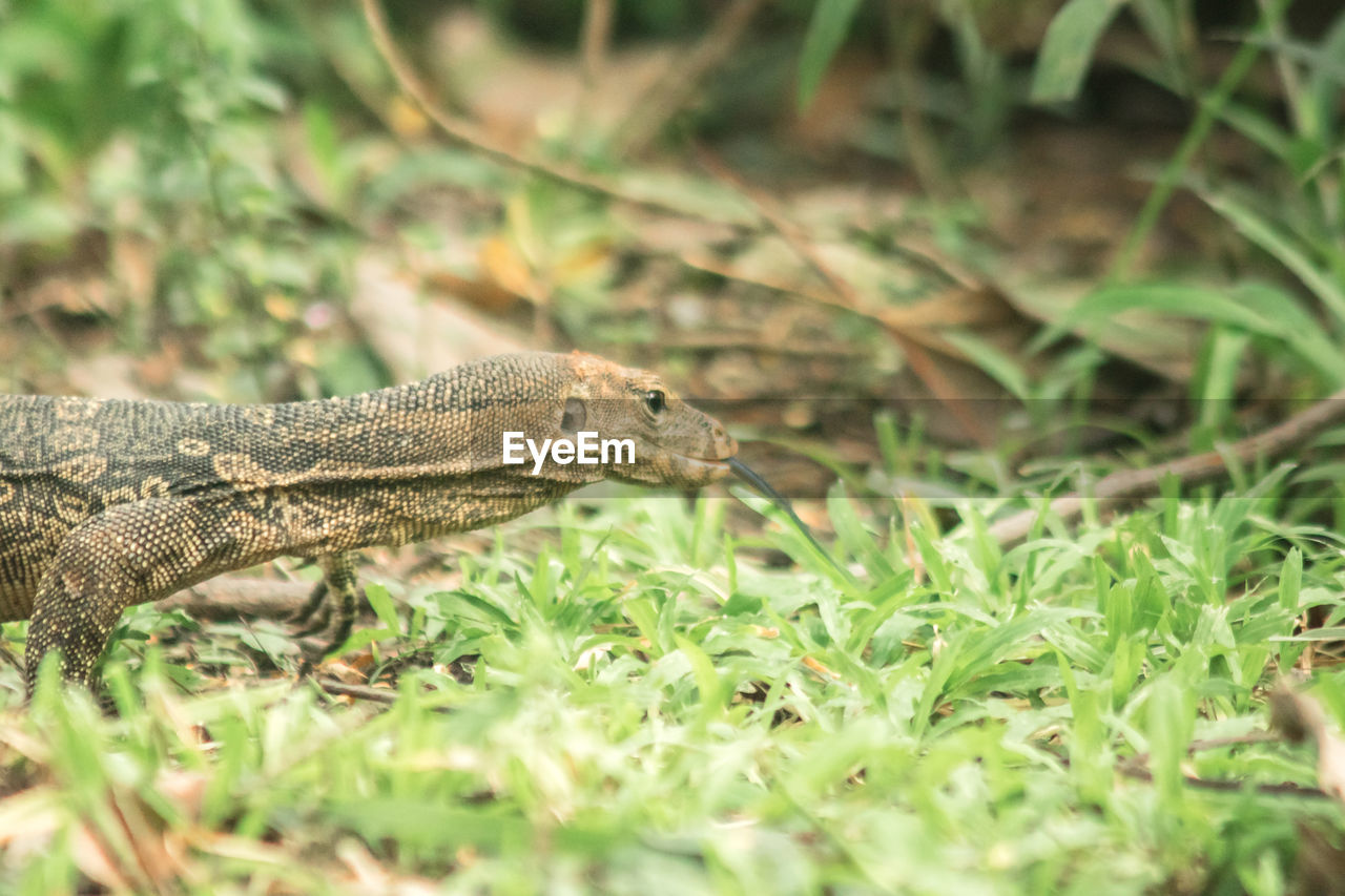 animal themes, animal, animal wildlife, one animal, wildlife, reptile, wall lizard, nature, plant, grass, no people, lizard, side view, land, selective focus, environment, outdoors, green, animal body part, day, crocodile, travel destinations, communication