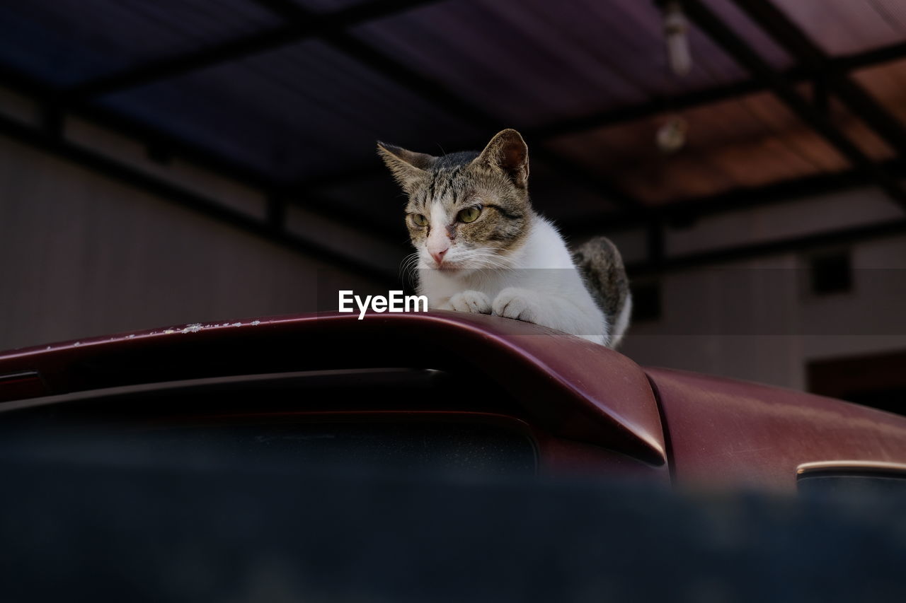 PORTRAIT OF A CAT ON CAR