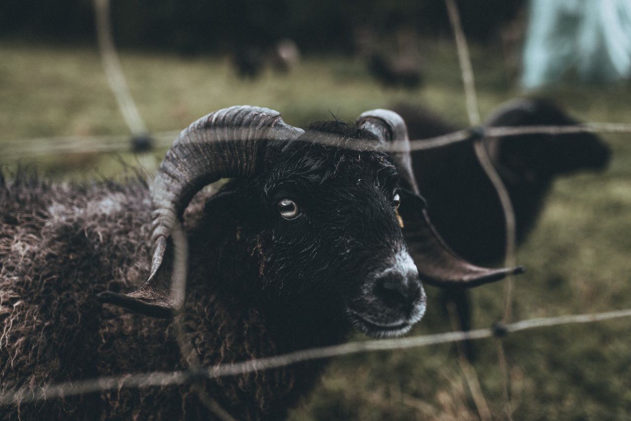Goats seen through fence