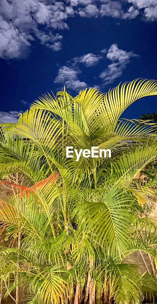 PALM TREES ON PLANTS AGAINST SKY