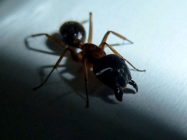 CLOSE-UP VIEW OF INSECT