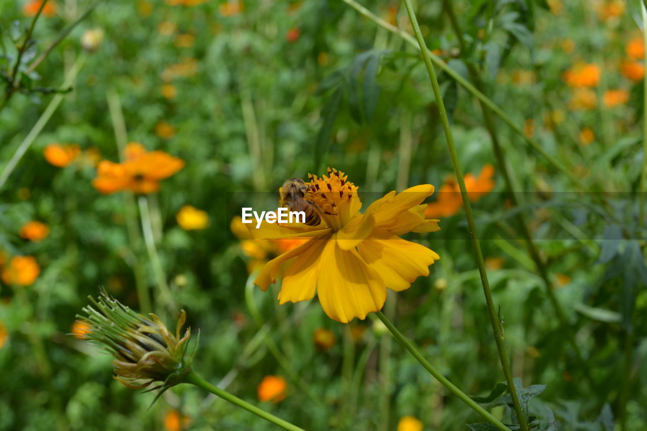 Close-up of bee on flower