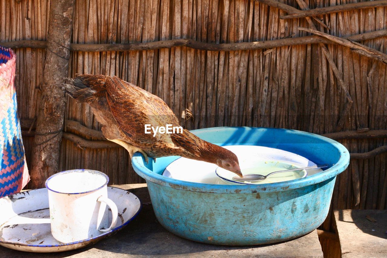 VIEW OF AN ANIMAL IN CONTAINER