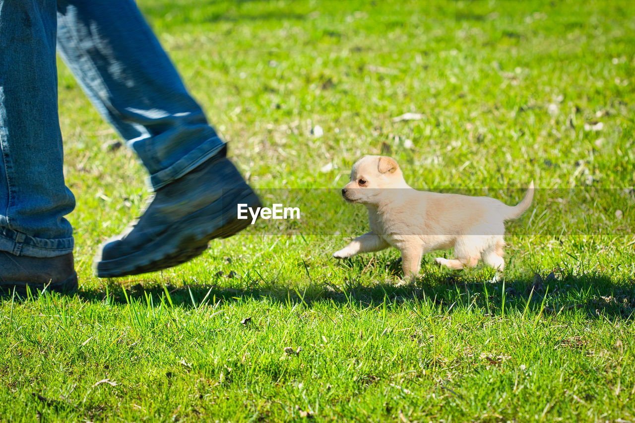 Small puppy follows the owner's feet on the green grass