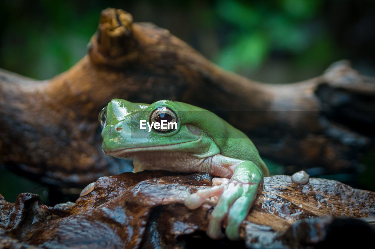 A cute frog hangs on a brown wood