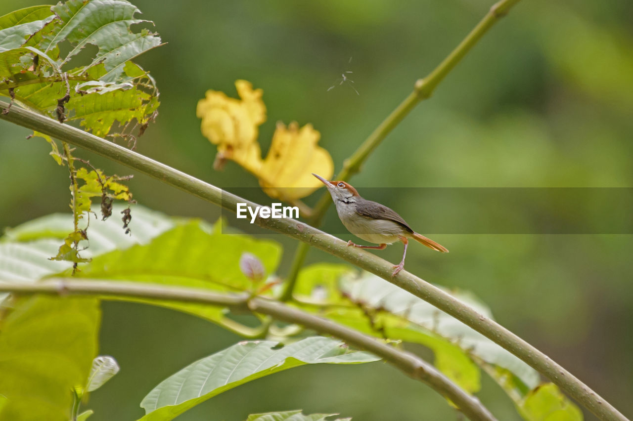 Common tailorbird perching on plant