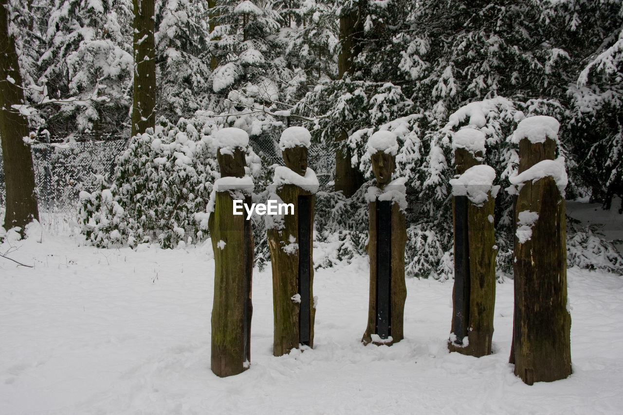 PANORAMIC VIEW OF TREES ON SNOW