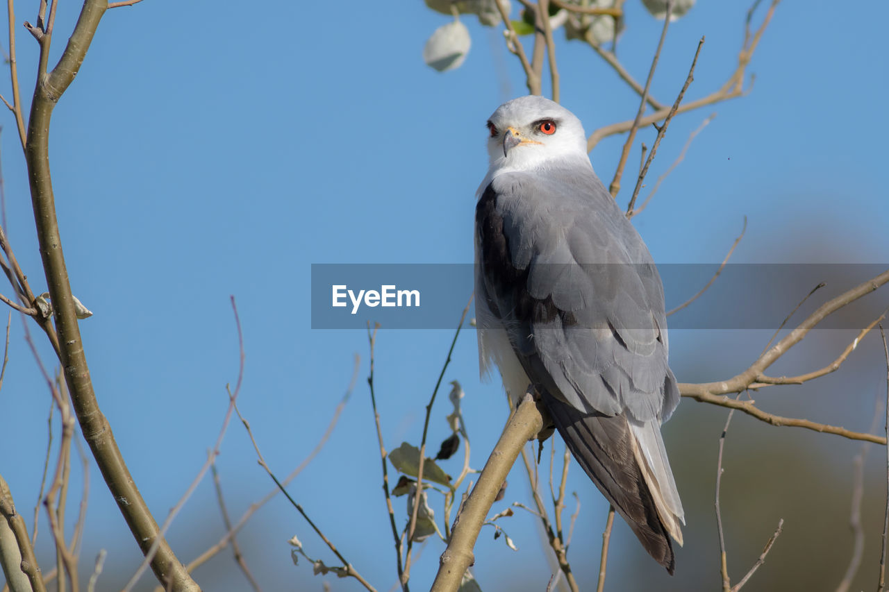 Low angle view of bird perching on tree