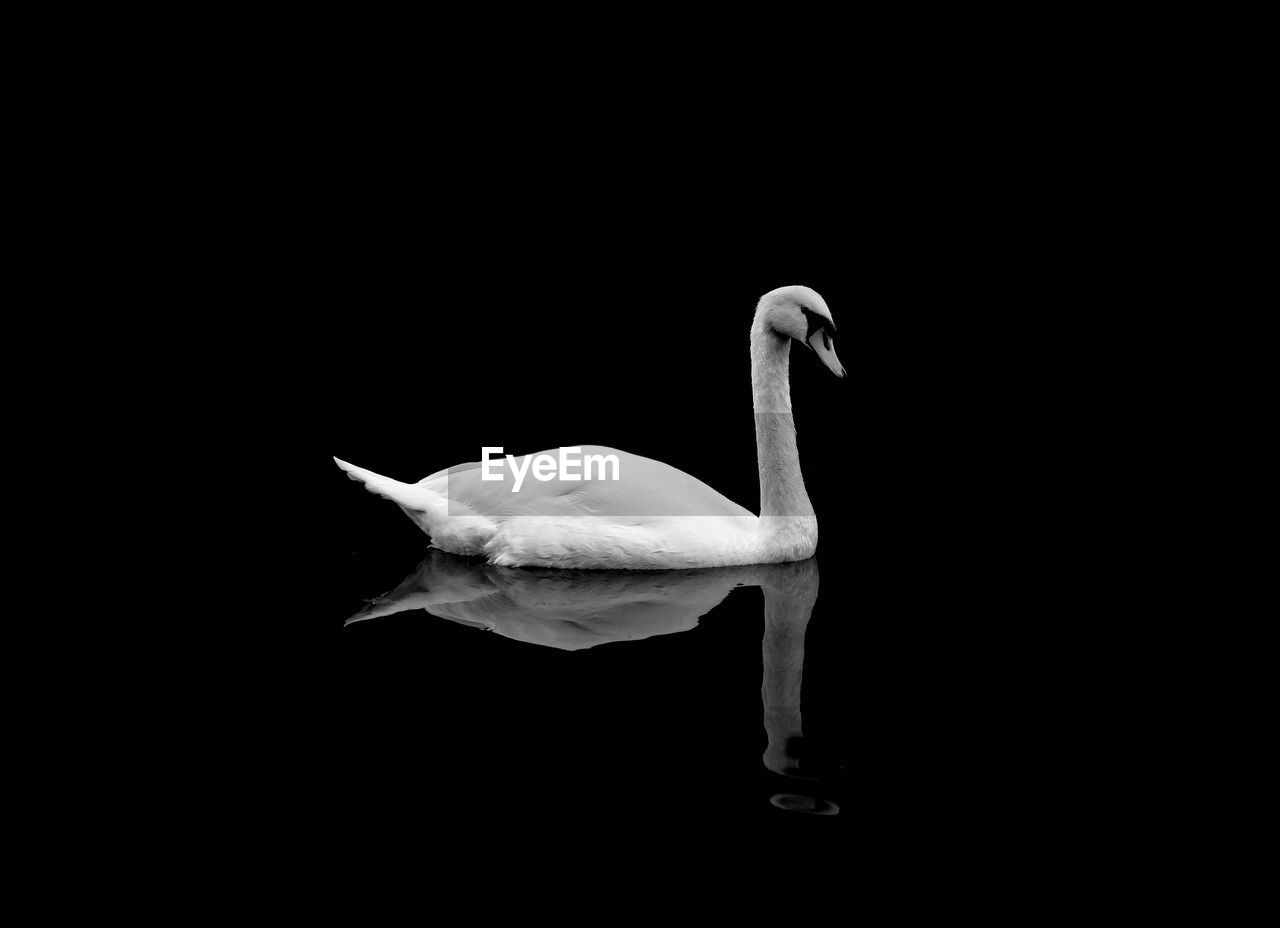 Swan perching against black background