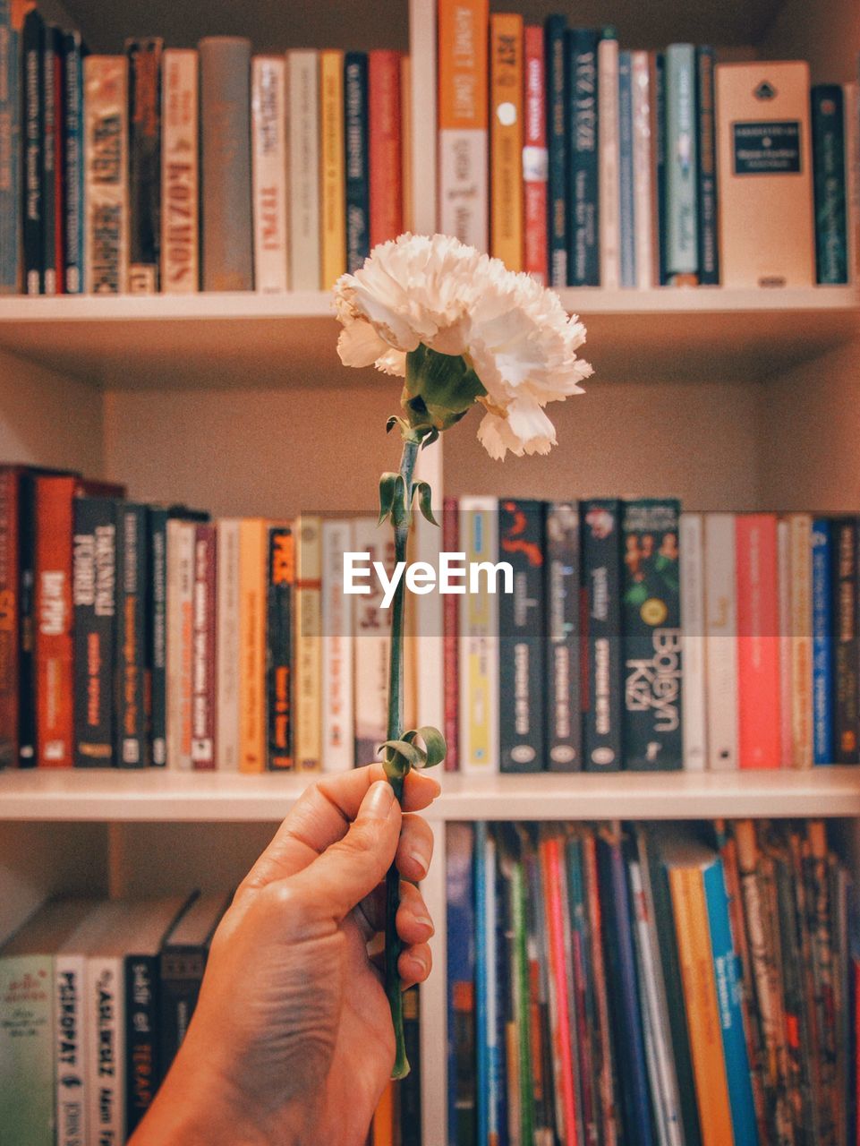 Cropped hand holding flower against books on shelf