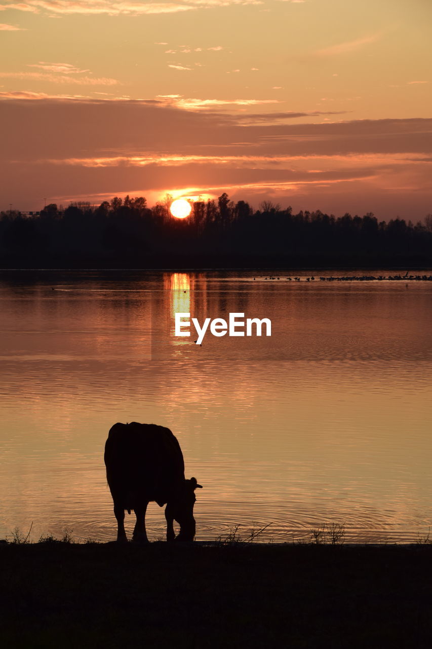 SILHOUETTE HORSE STANDING ON LAKE DURING SUNSET