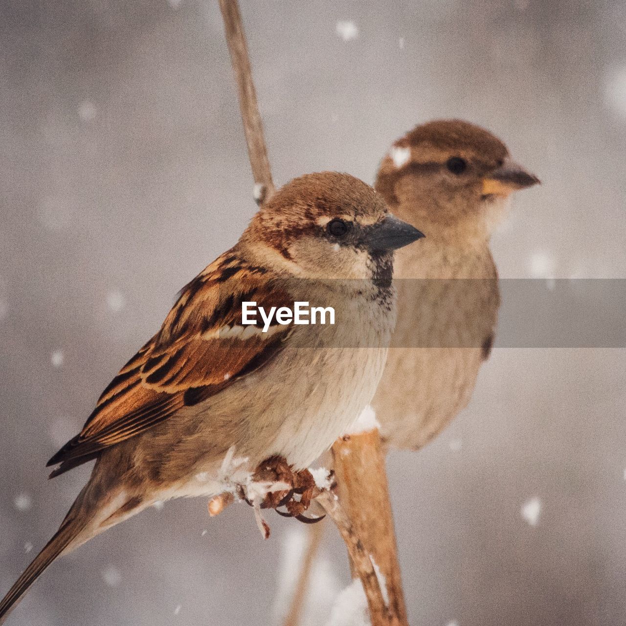 Close-up of birds perching on snow