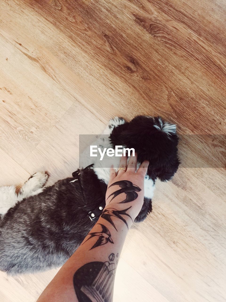 Cropped image of hand touching dog
