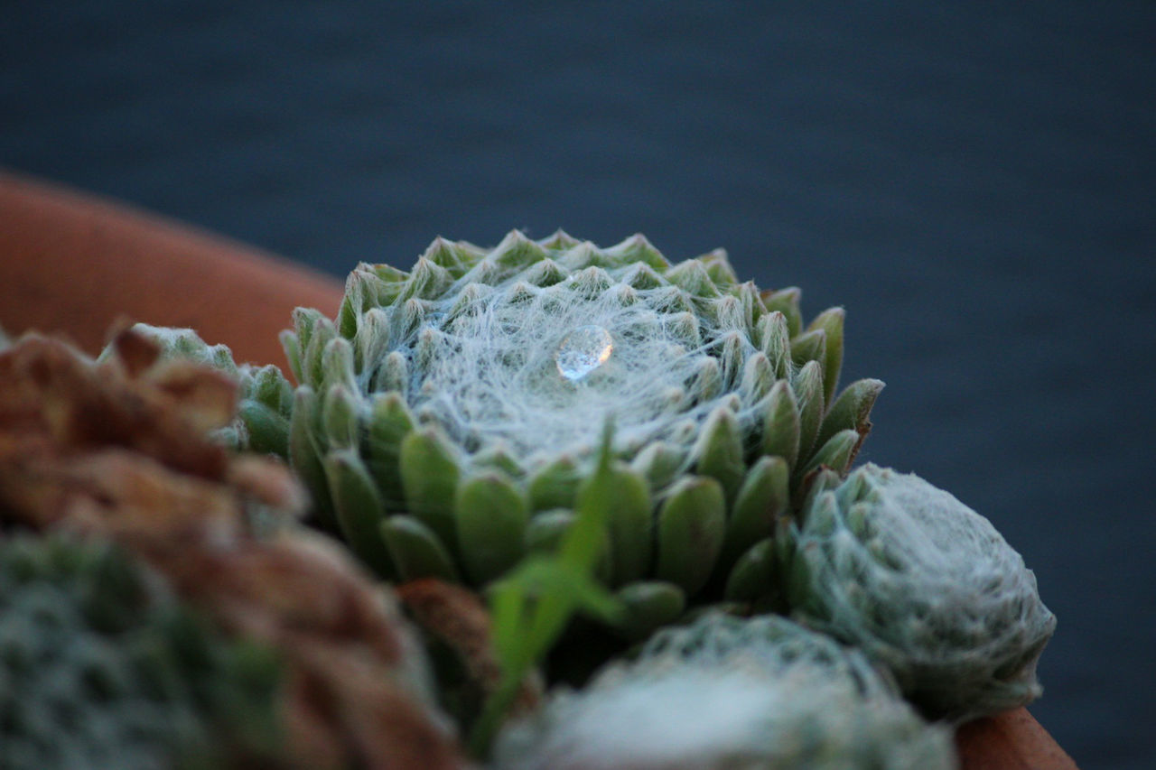 CLOSE-UP OF WATER DROP ON PLANT