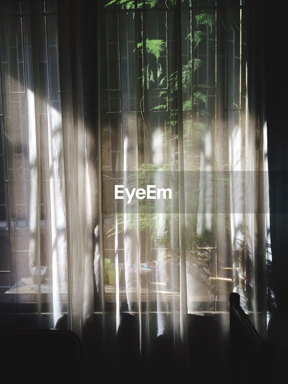 Plant seen from curtain hanging at window