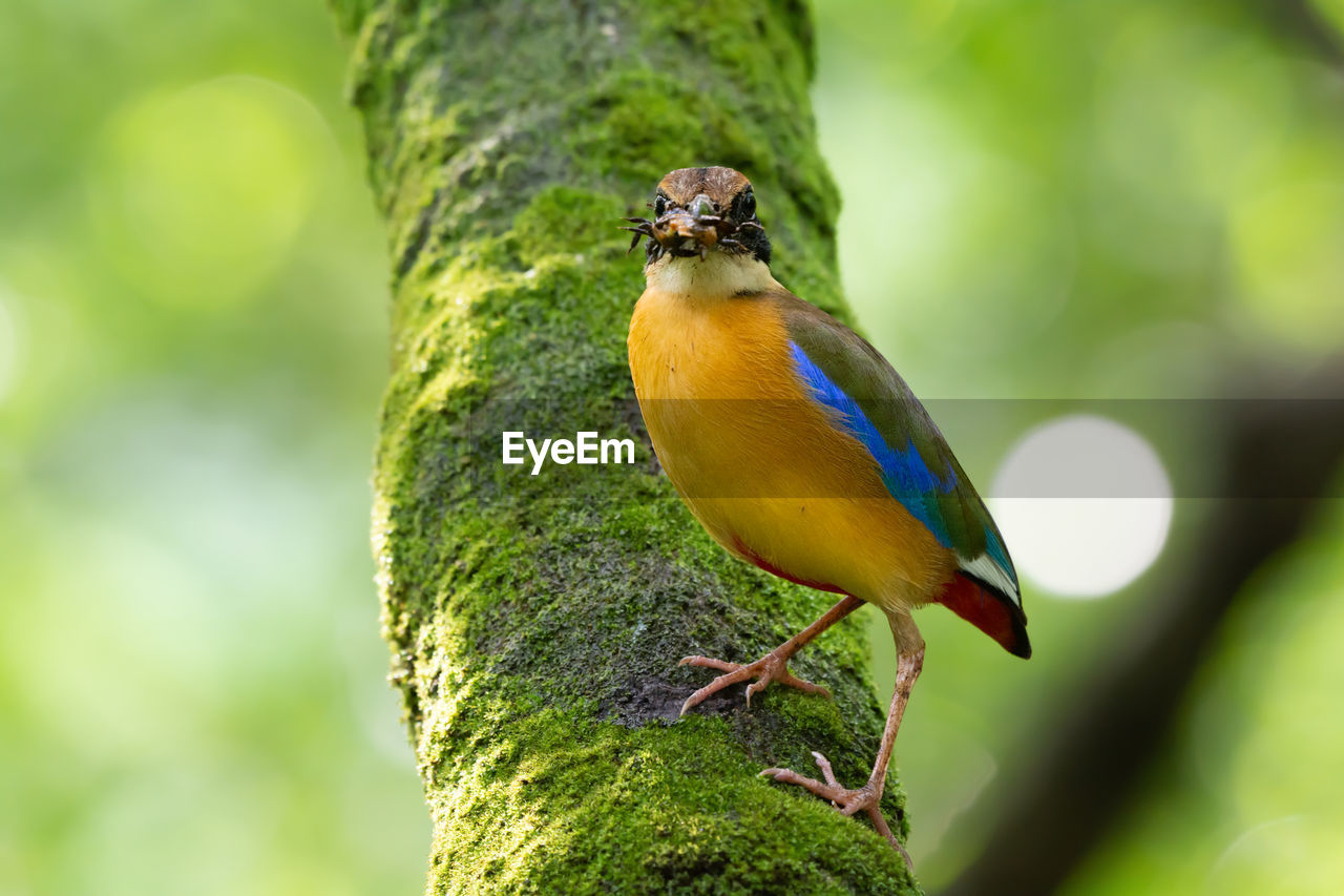 BIRD PERCHING ON A TREE