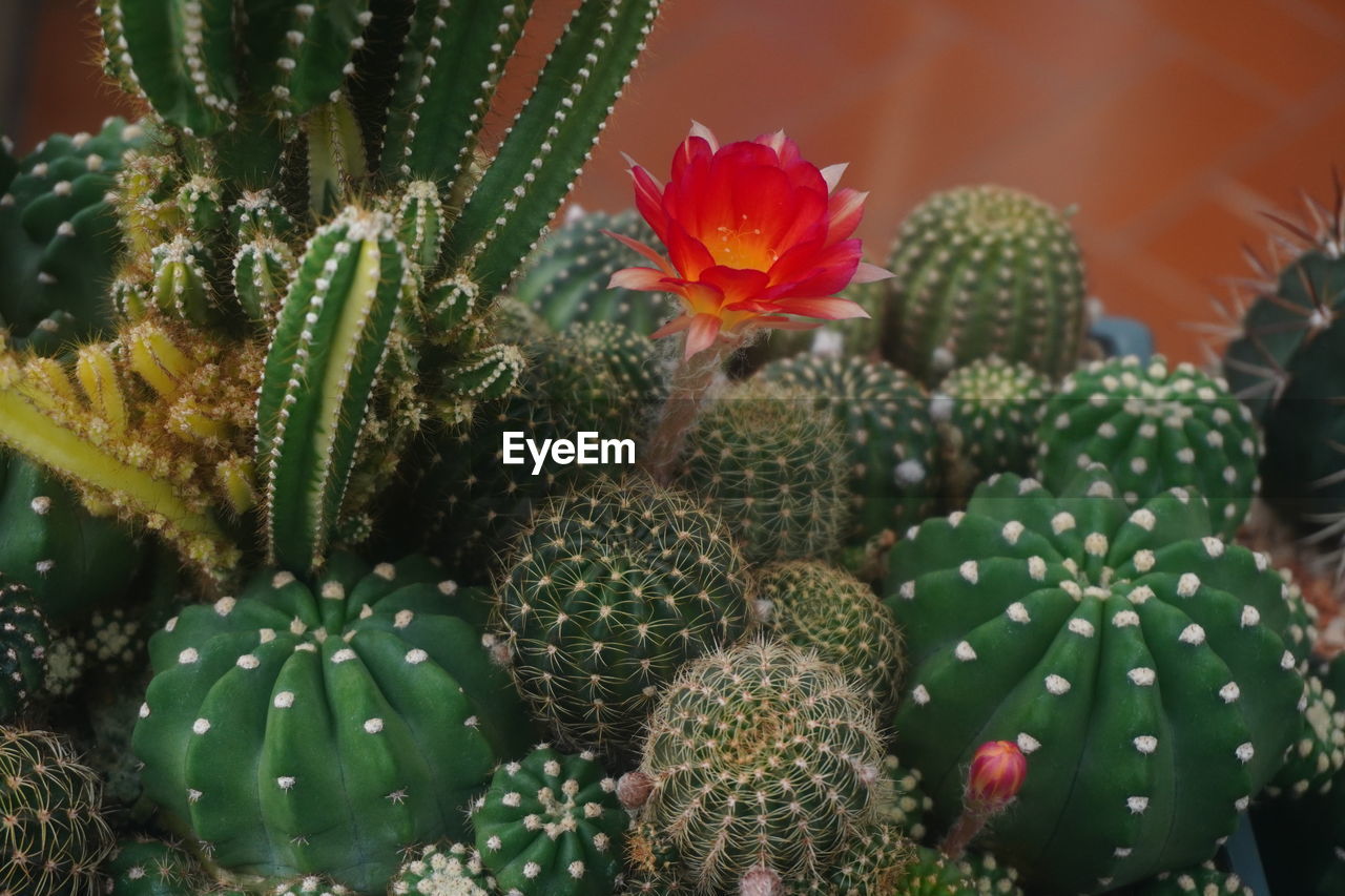 Red lobivia cactus flower plants