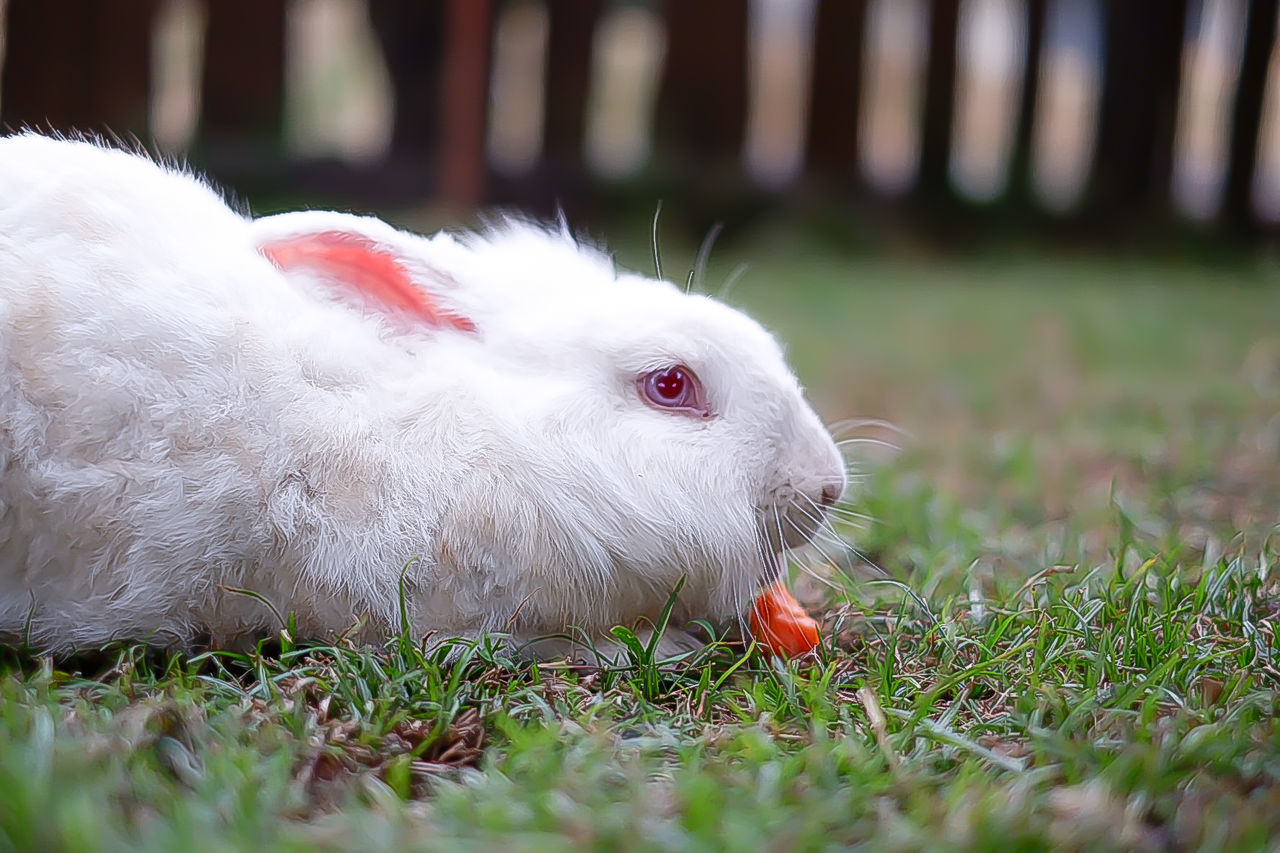 CLOSE-UP OF A RABBIT IN FIELD
