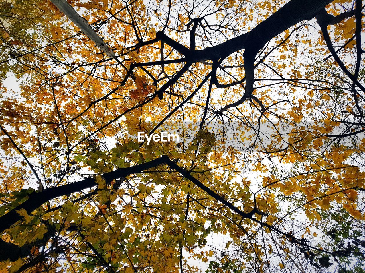 LOW ANGLE VIEW OF TREE AGAINST SKY