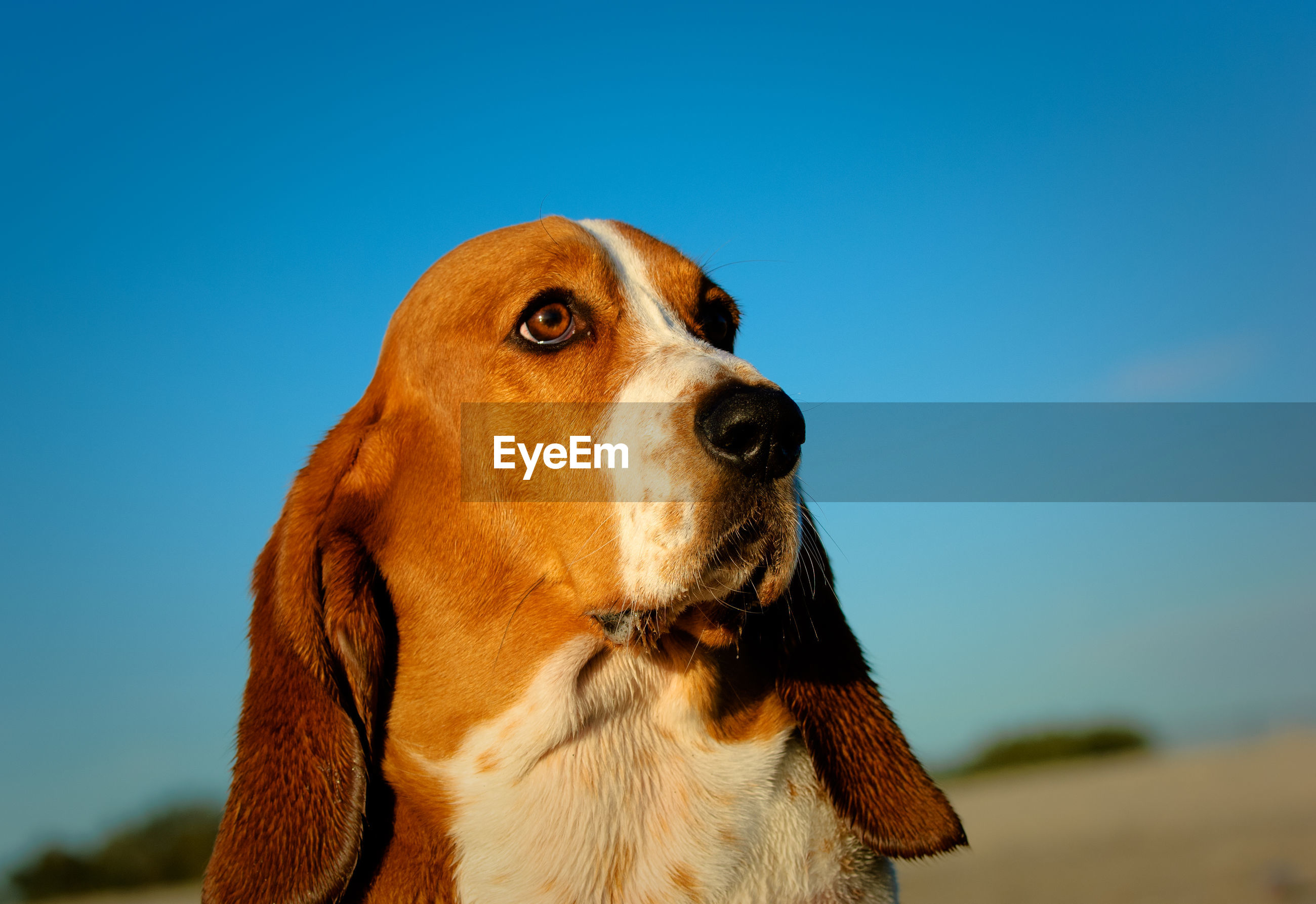 Closeup of dog looking away against sky ID 141433155
