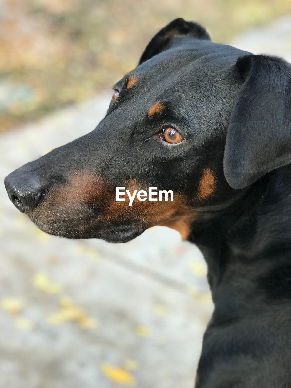 CLOSE-UP OF A DOG LOOKING AWAY