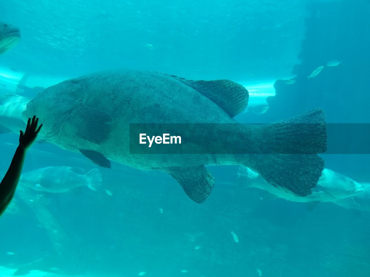 FISH UNDERWATER