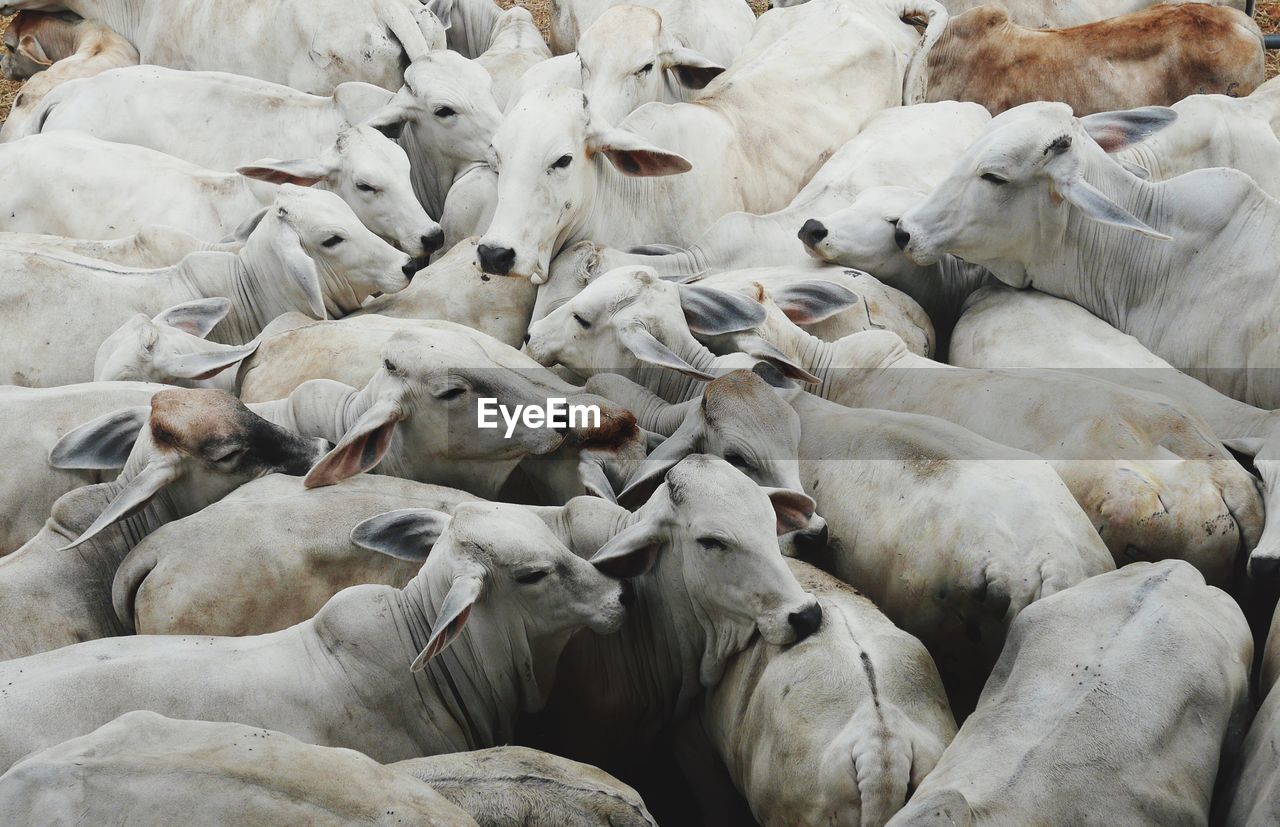 High angle view of cows