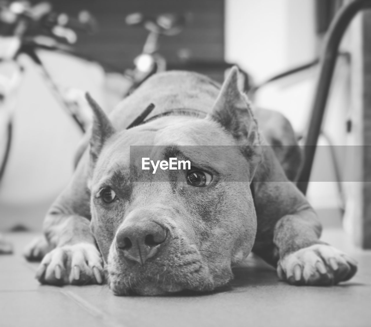 Close-up of dog relaxing