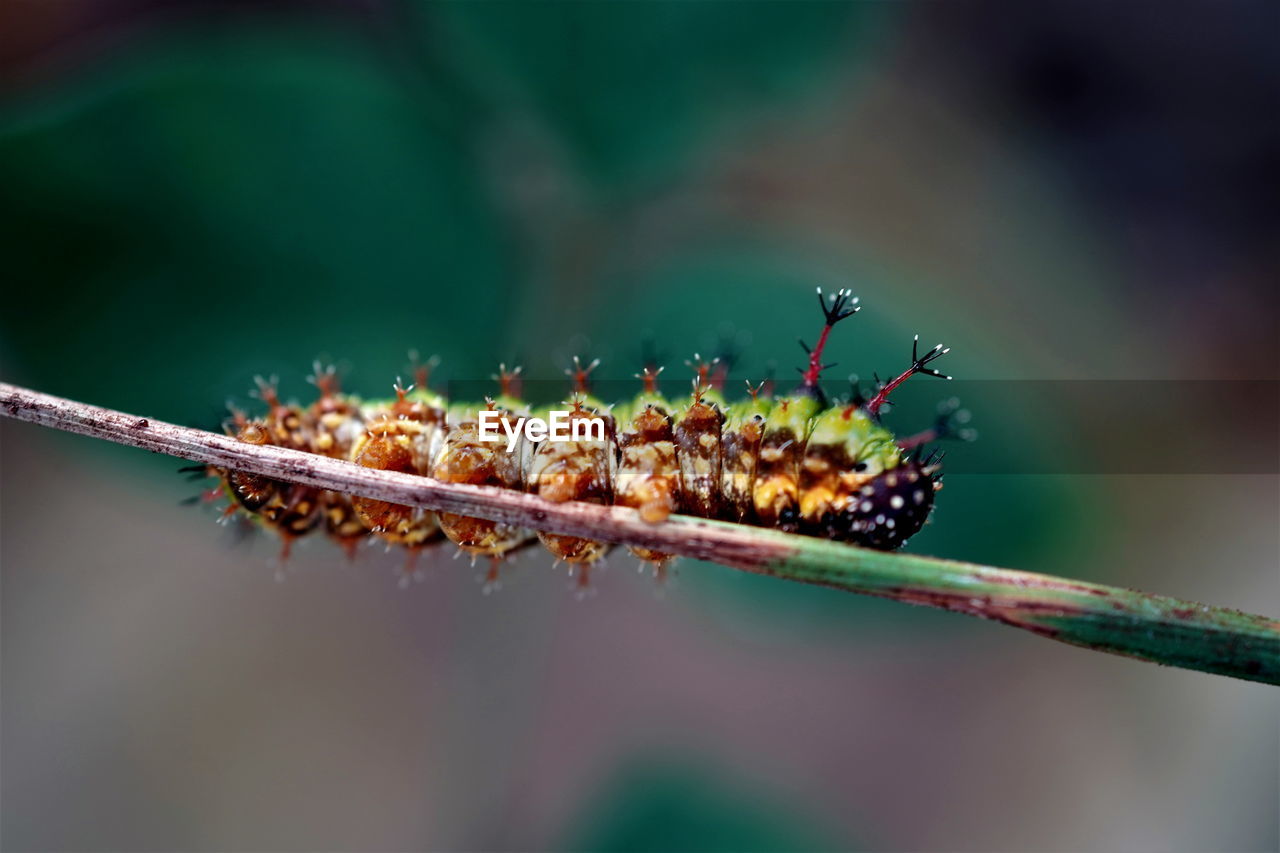 Late 5th instar of common sergeant  caterpillar on the branch