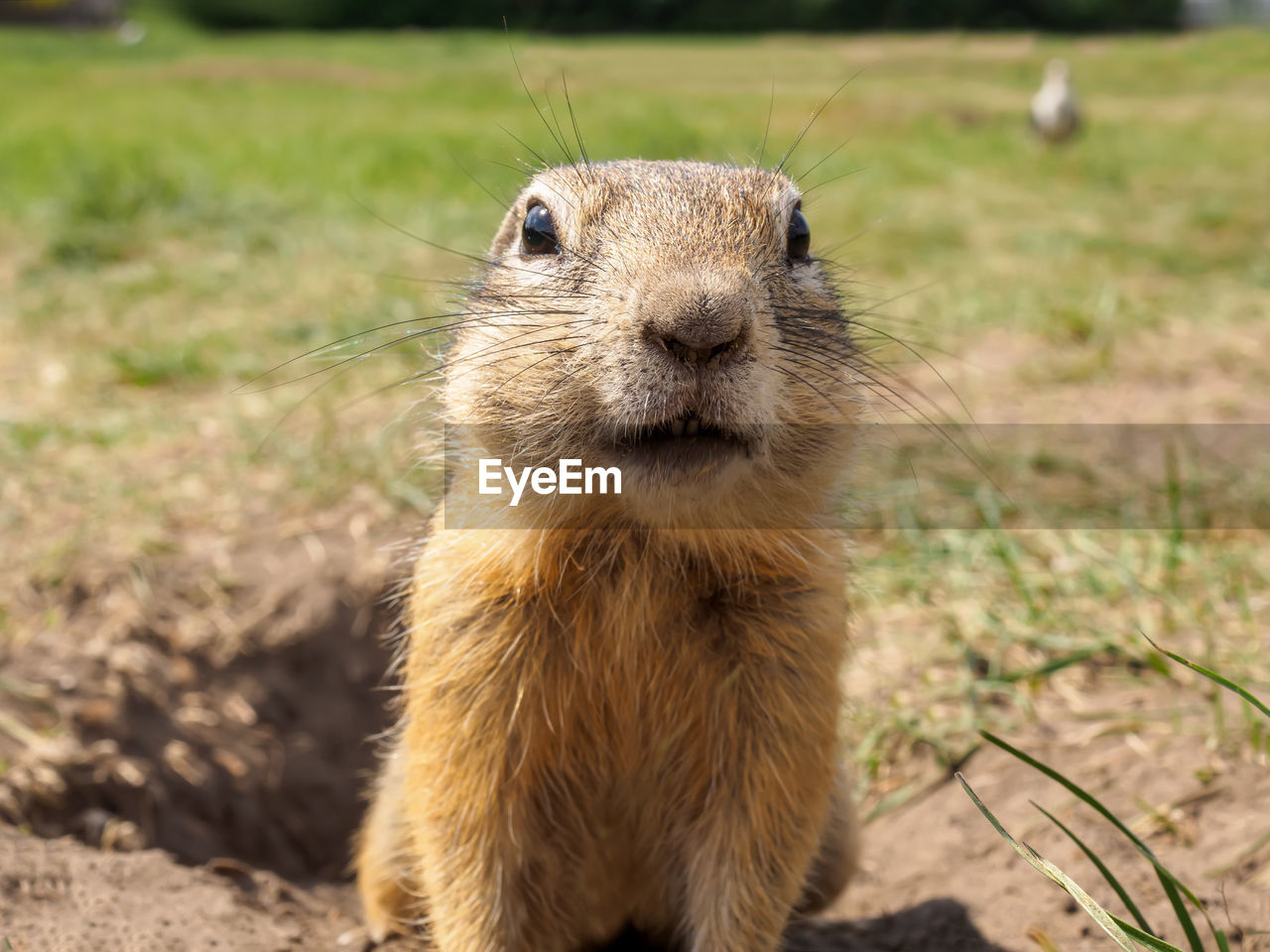 Gopher is smiling and looking at the camera on the lawn. close-up. portrait of a rodent.