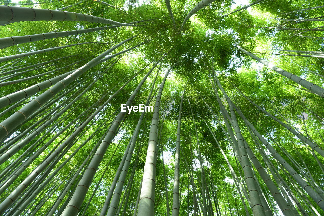 LOW ANGLE VIEW OF BAMBOO TREE IN FOREST