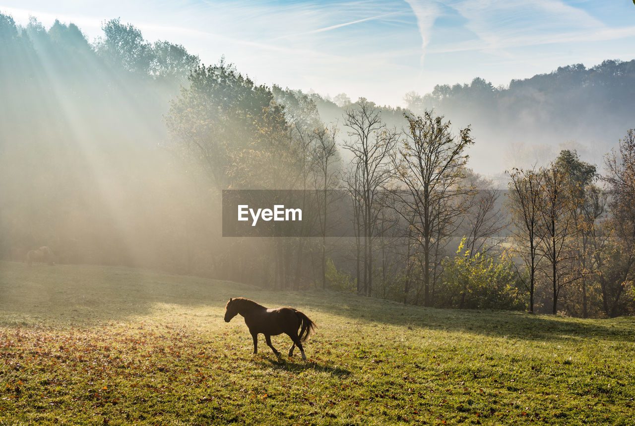 Animal Themes Beauty In Nature Domestic Animals Eyeem
