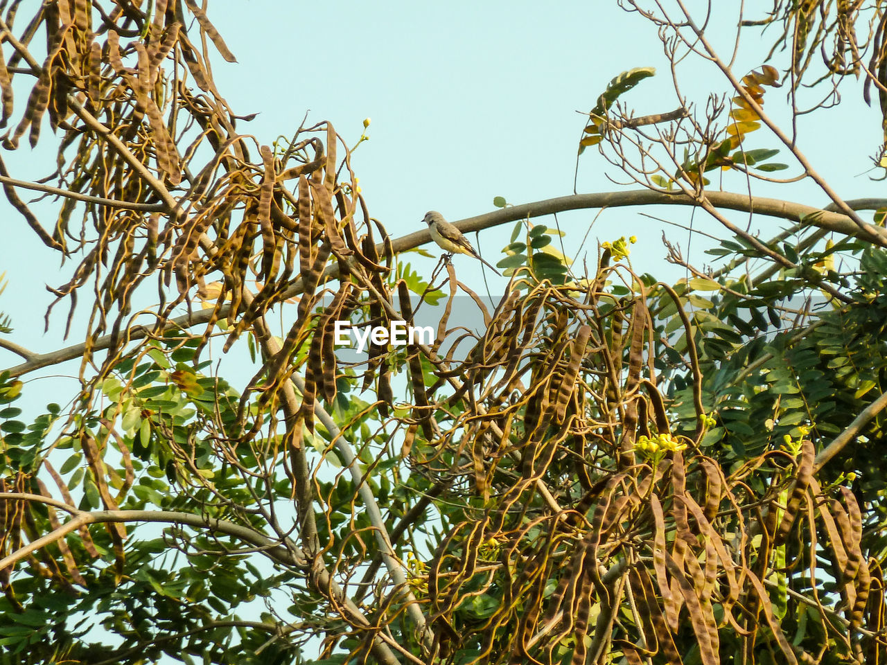 LOW ANGLE VIEW OF TREES AGAINST SKY