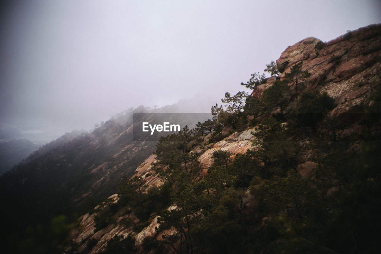 Scenic view of forest against sky