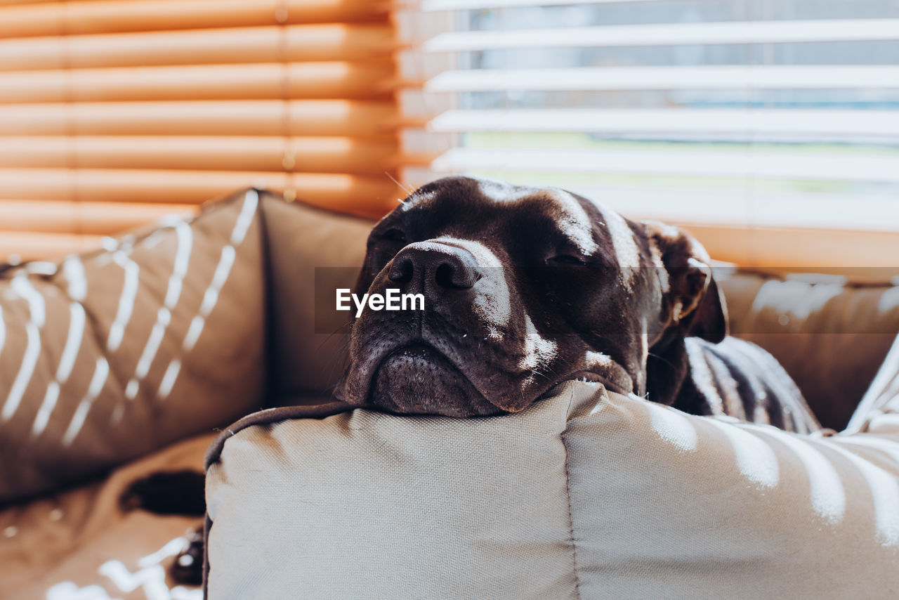 Close-up of dog resting on pet bed at home