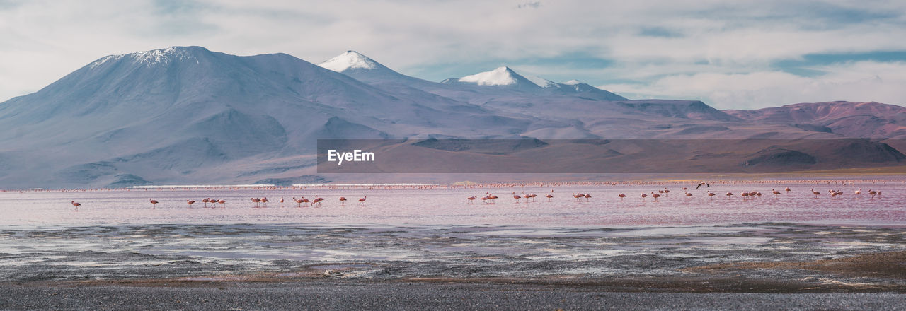 Scenic view of flamingos in lake in front of mountains against sky