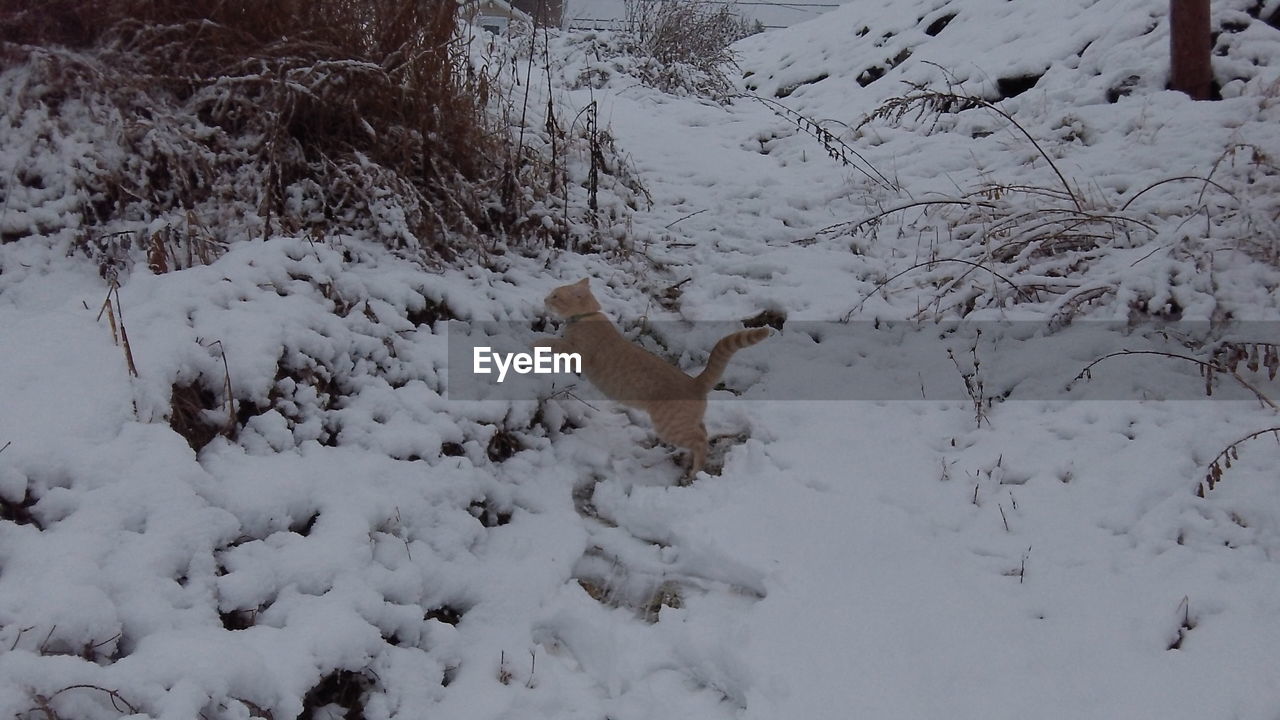 HIGH ANGLE VIEW OF DOG ON SNOWY FIELD