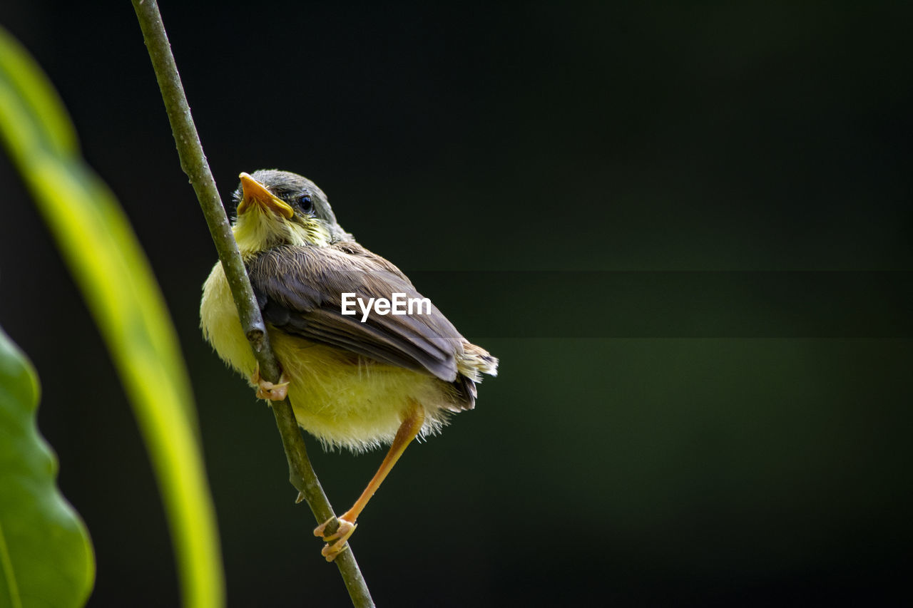 CLOSE-UP OF A BIRD PERCHING ON PLANT
