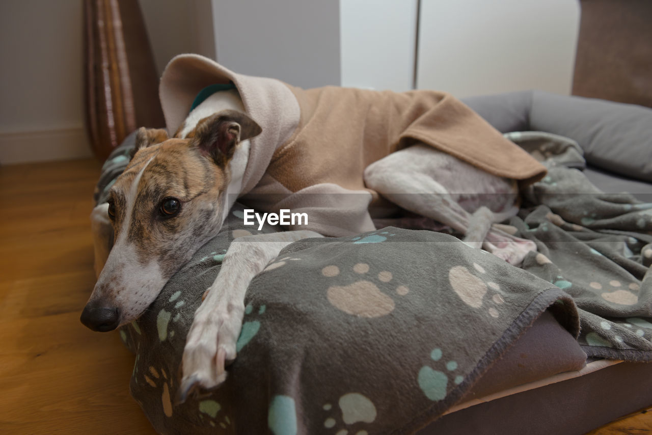 Wide angle close up of an adopted pet greyhounds face as she wears warm fleece