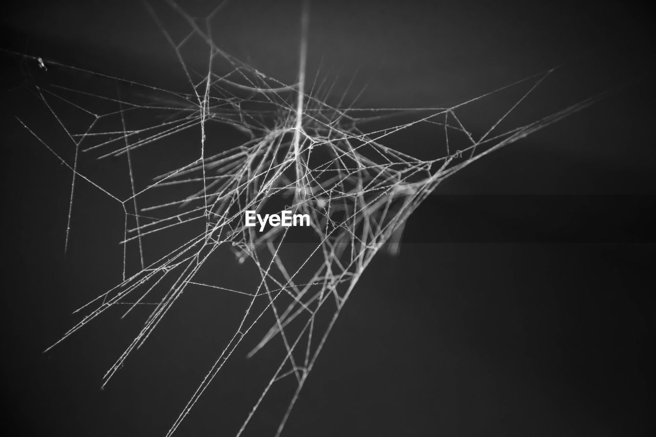 View of spider web at night