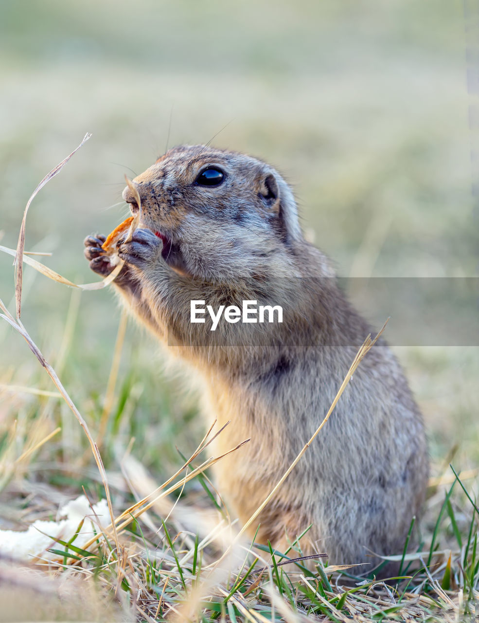 animal, animal themes, animal wildlife, one animal, mammal, wildlife, prairie dog, squirrel, no people, rodent, whiskers, grass, nature, eating, plant, outdoors, close-up, portrait, day, focus on foreground, chipmunk, side view