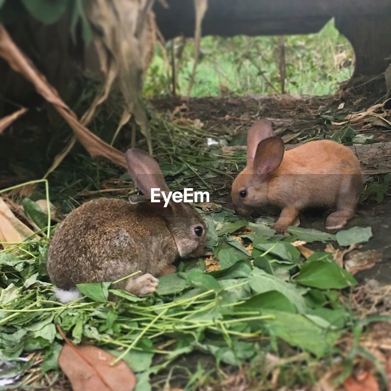 pics Pictures Of Wild Rabbits https www eyeem com p 89422351